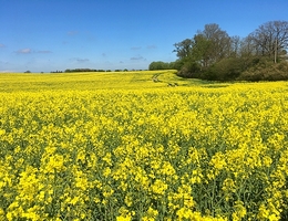 Rapsfeld